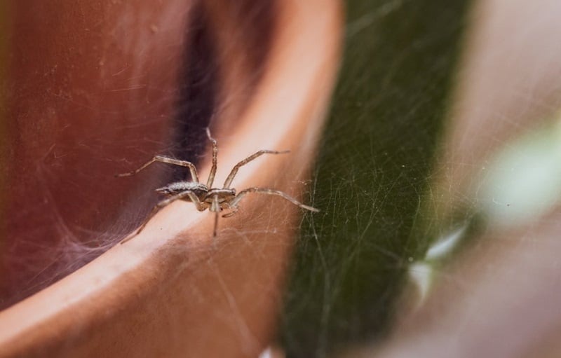 can-pest-control-help-with-spiders-in-meridian-homes?